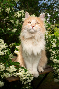 cream colored maine coon cat sitting outdoors in the garden next to flowering bush cream colored maine coon cat sitting outdoors in the garden next to flowering bush